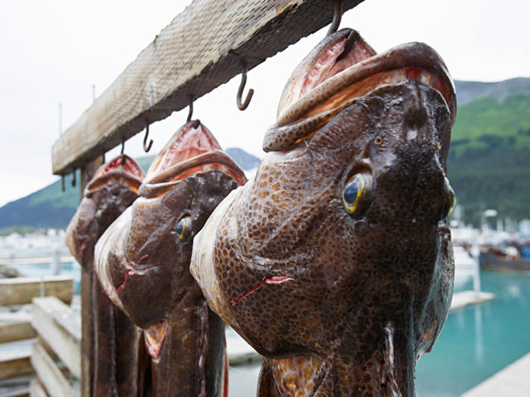 Lingcod The Ferocious Eating Machines of the BC West Coast